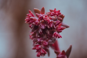 Close-up of a dainty gem succulent cluster with soft pastel hues.