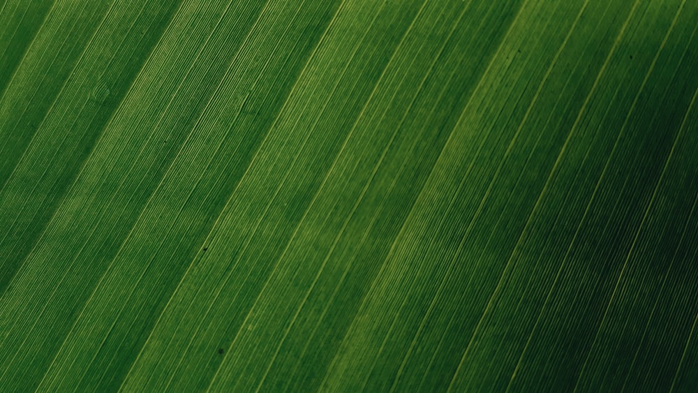 a close up of a large green leaf