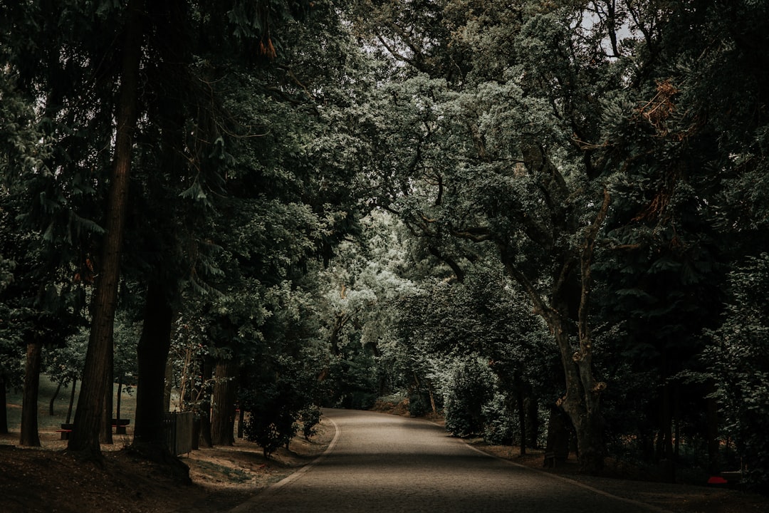 photo of Braga Forest near Garden of Santa Barbara