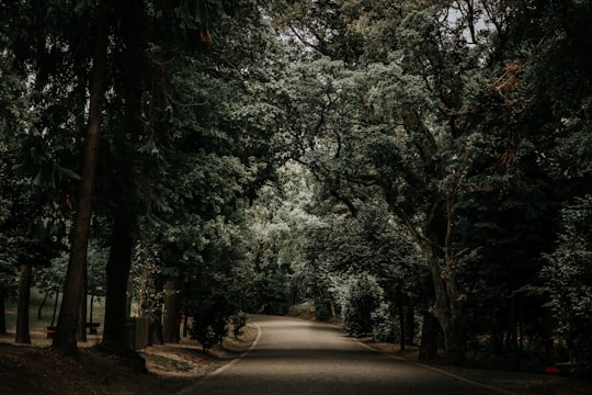 road between trees in Braga Portugal