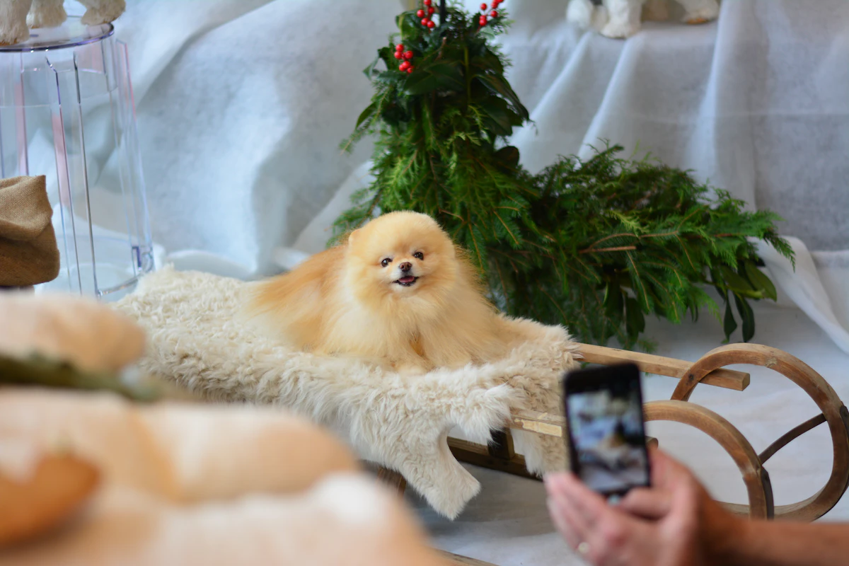 A happy dog sitting indoors, representing the joy of a healthy pet enjoying smart pet tech