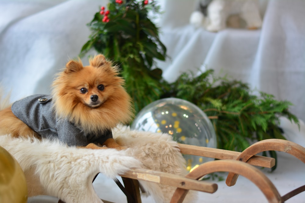 Pomeranian in grauer Jacke