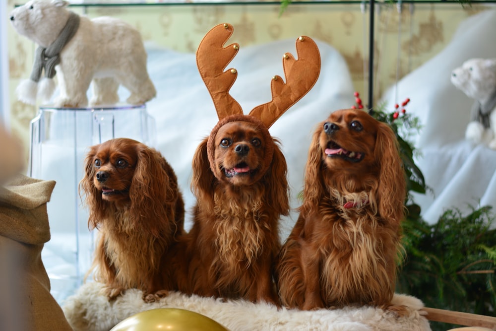 three brown Cocker Spaniel dogs