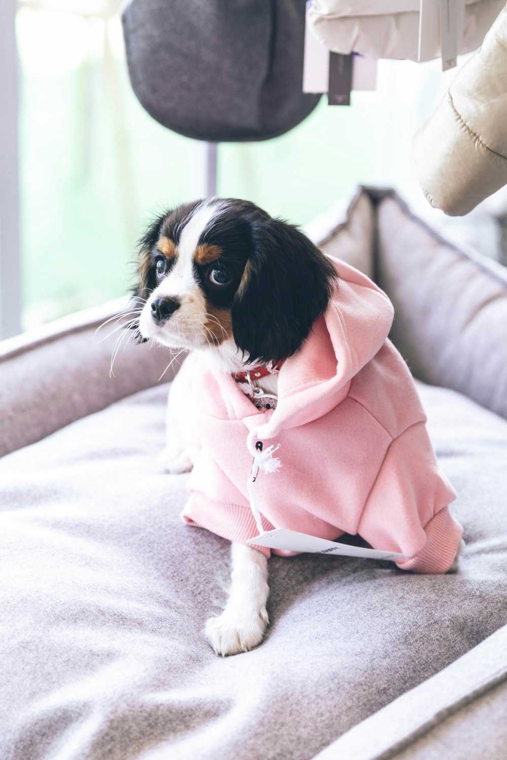 dog in pink jacket