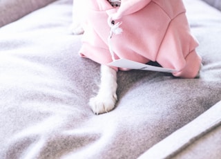 dog in pink jacket