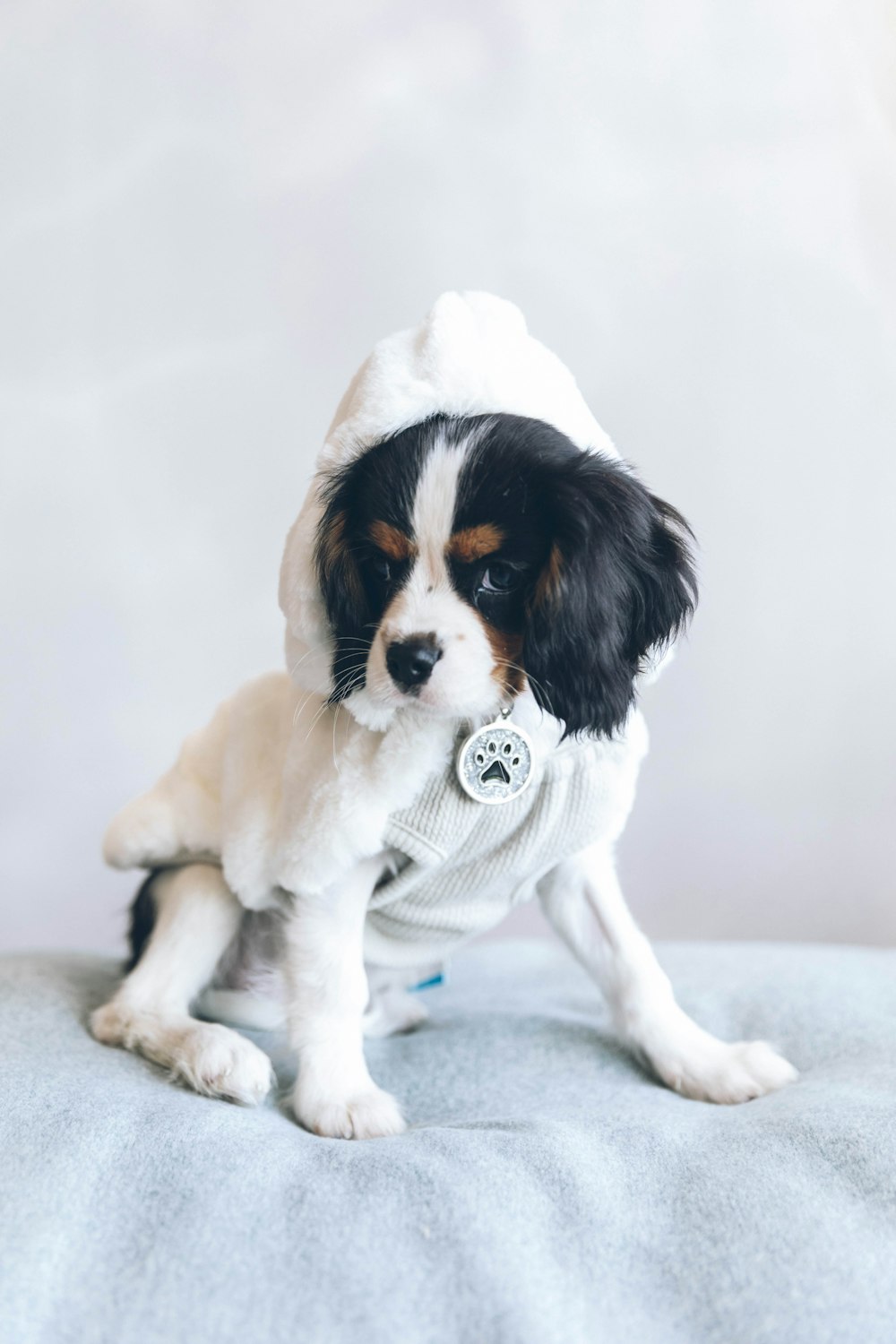 ausgewachsener Cavalier King Charles Spaniel Hund