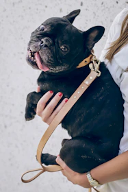 A Merle French Bulldog puppy cuddling with a person's hand, showing affection and bond.