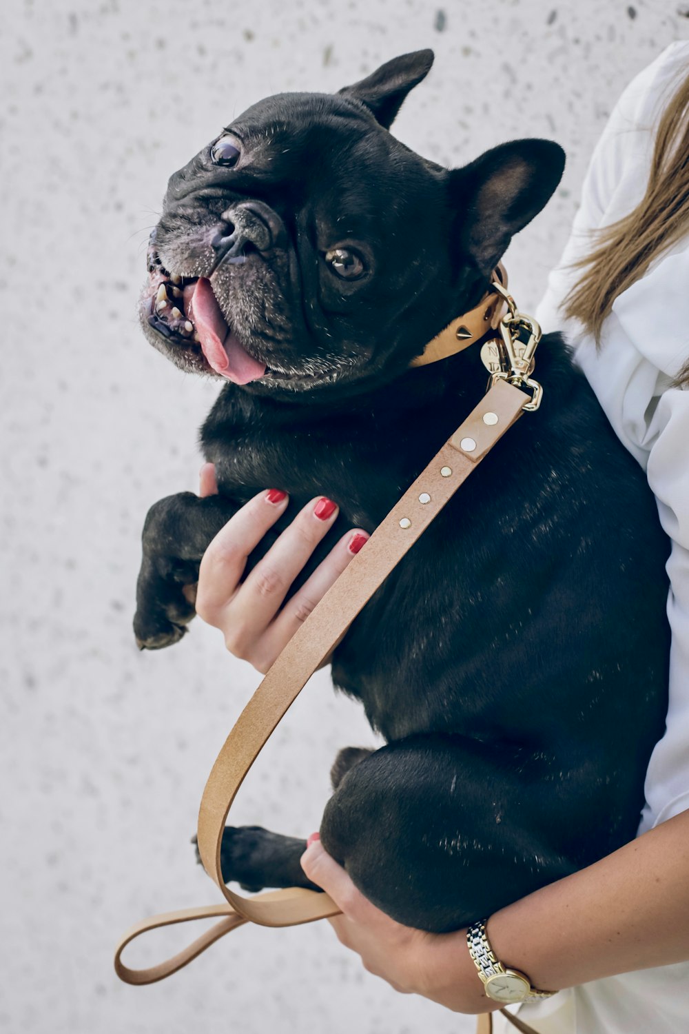 woman carrying black French bulldog