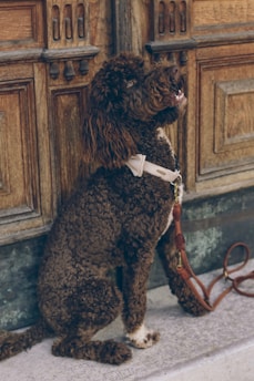 A curly-haired brown dog with a white collar is sitting on a stone surface next to an ornate wooden door. The leash is loosely placed on the ground, and the dog appears to be attentive, looking upwards.