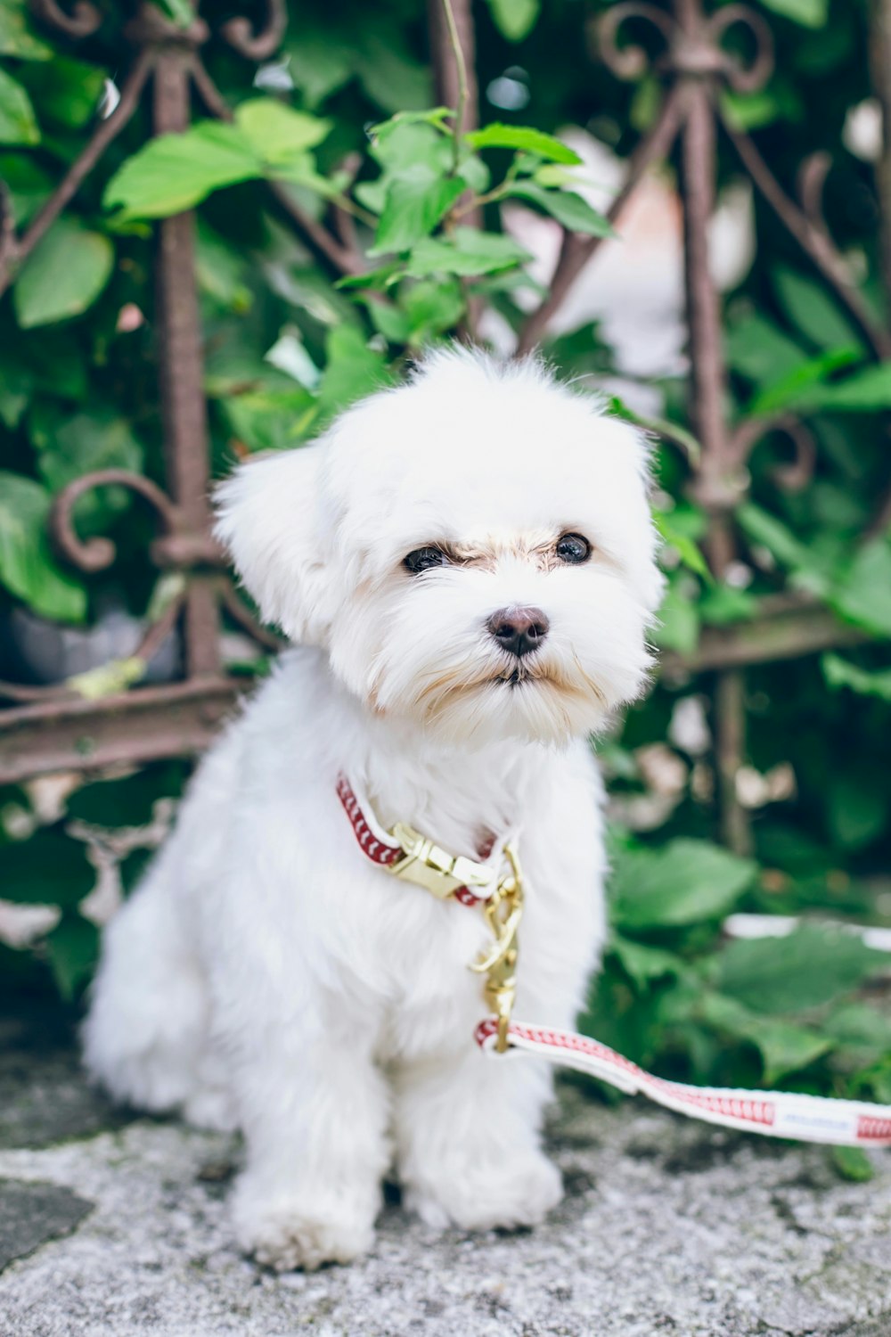 white shih tzu near green plant