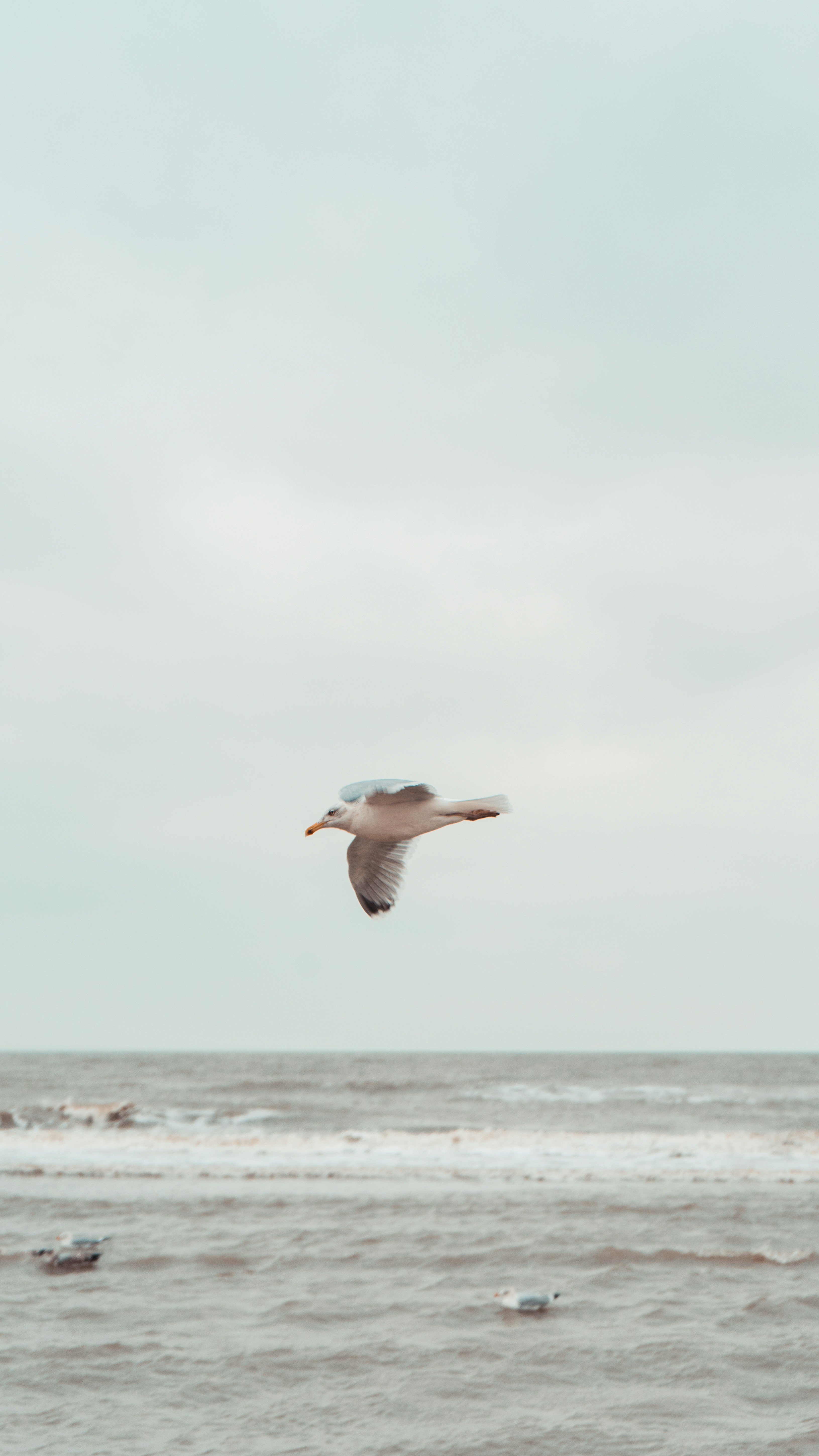 海の上を飛ぶカモメの写真 Unsplashで見つけるブルーメンダール アーン ジーの無料写真