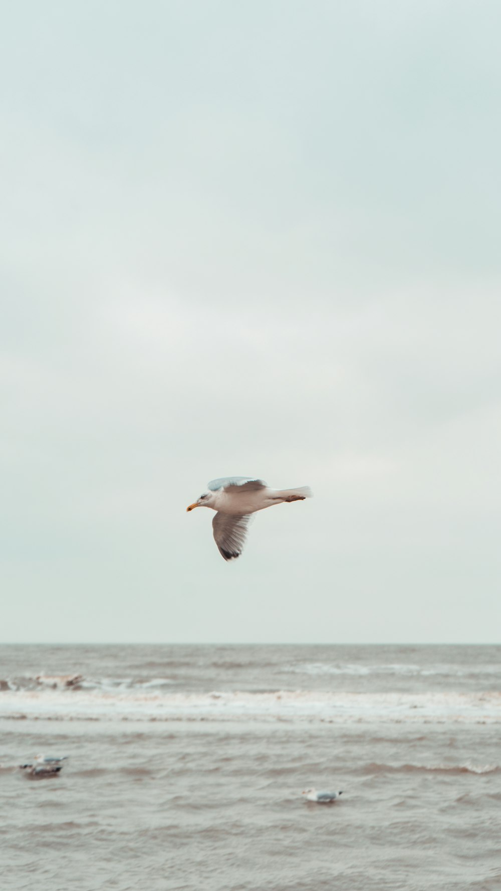 seagull flying over sea