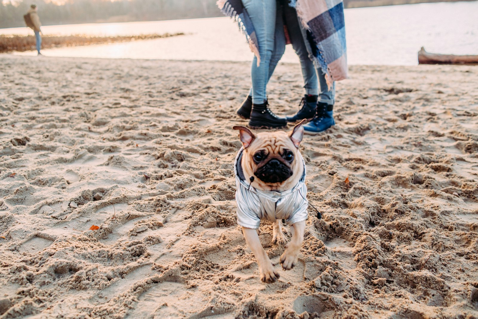 Nikon D810 + Nikon AF Nikkor 35mm F2D sample photo. Fawn pug in gray photography