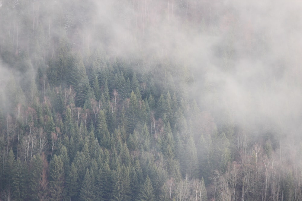 aerial photography of forest in a foggy day