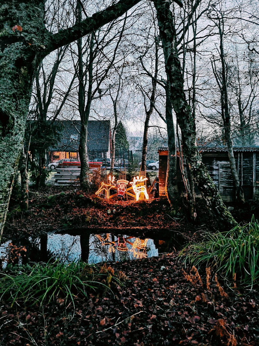 foto con messa a fuoco superficiale di alberi spogli