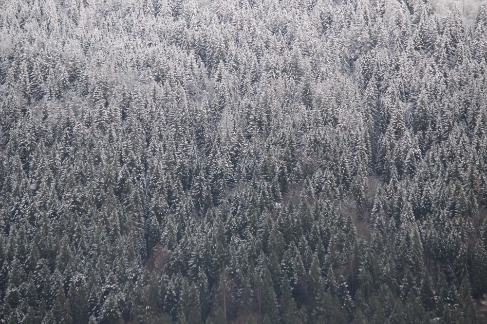 trees on field