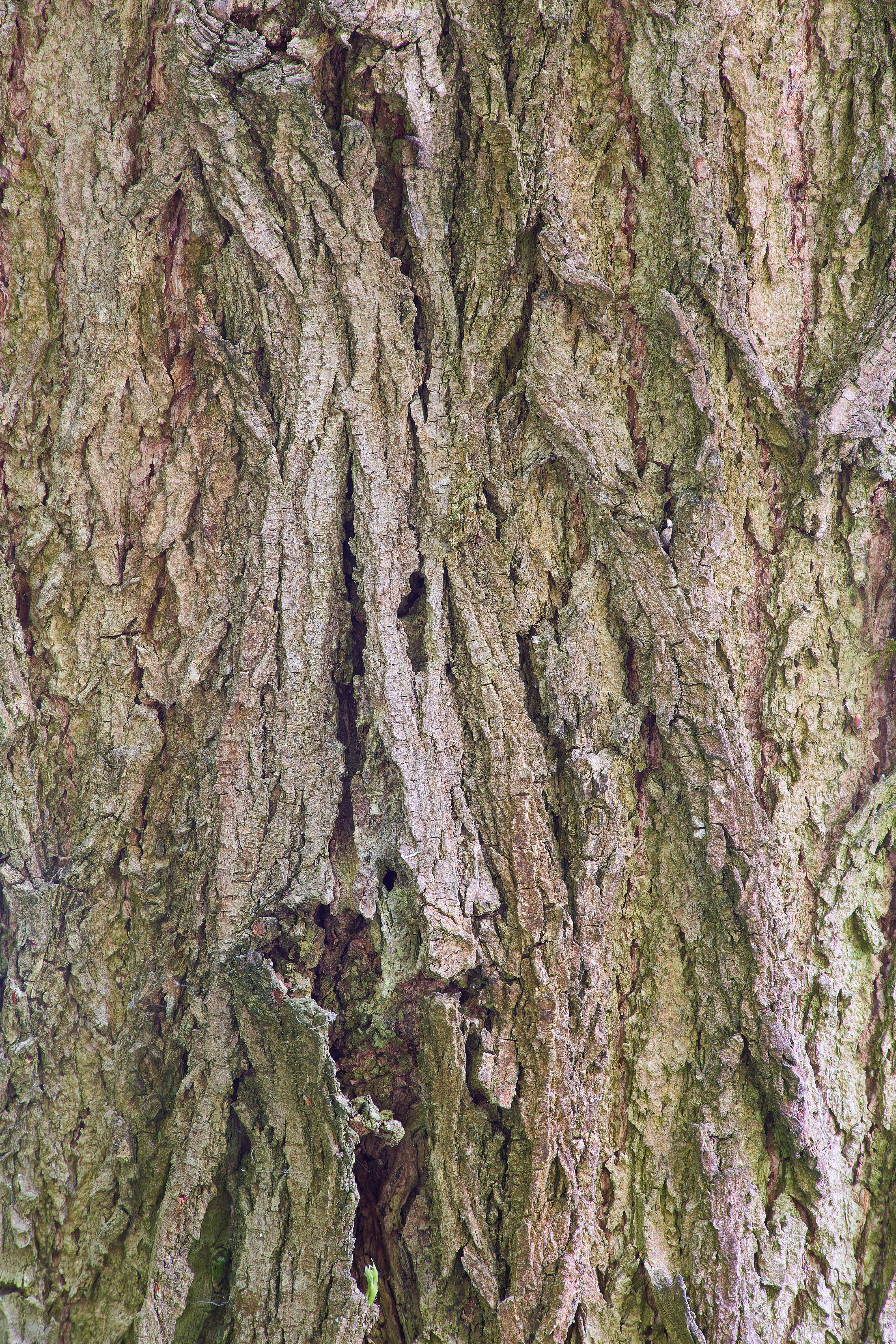 Photo by wolfgang_hasselmann