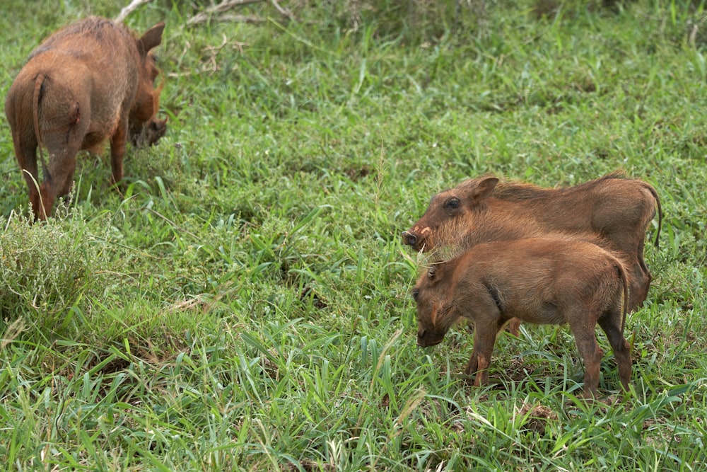 three brown wild boars