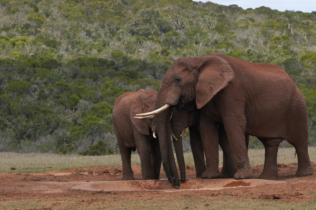 two brown elephants