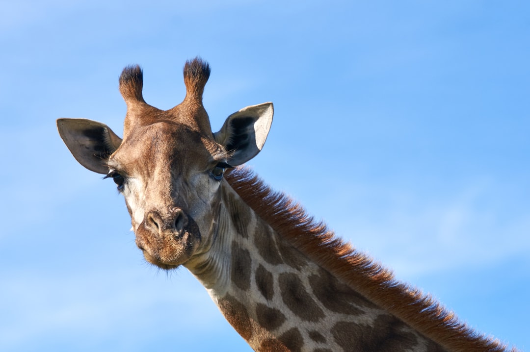 brown and white giraffe