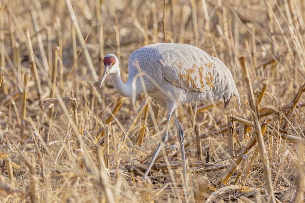 white bird