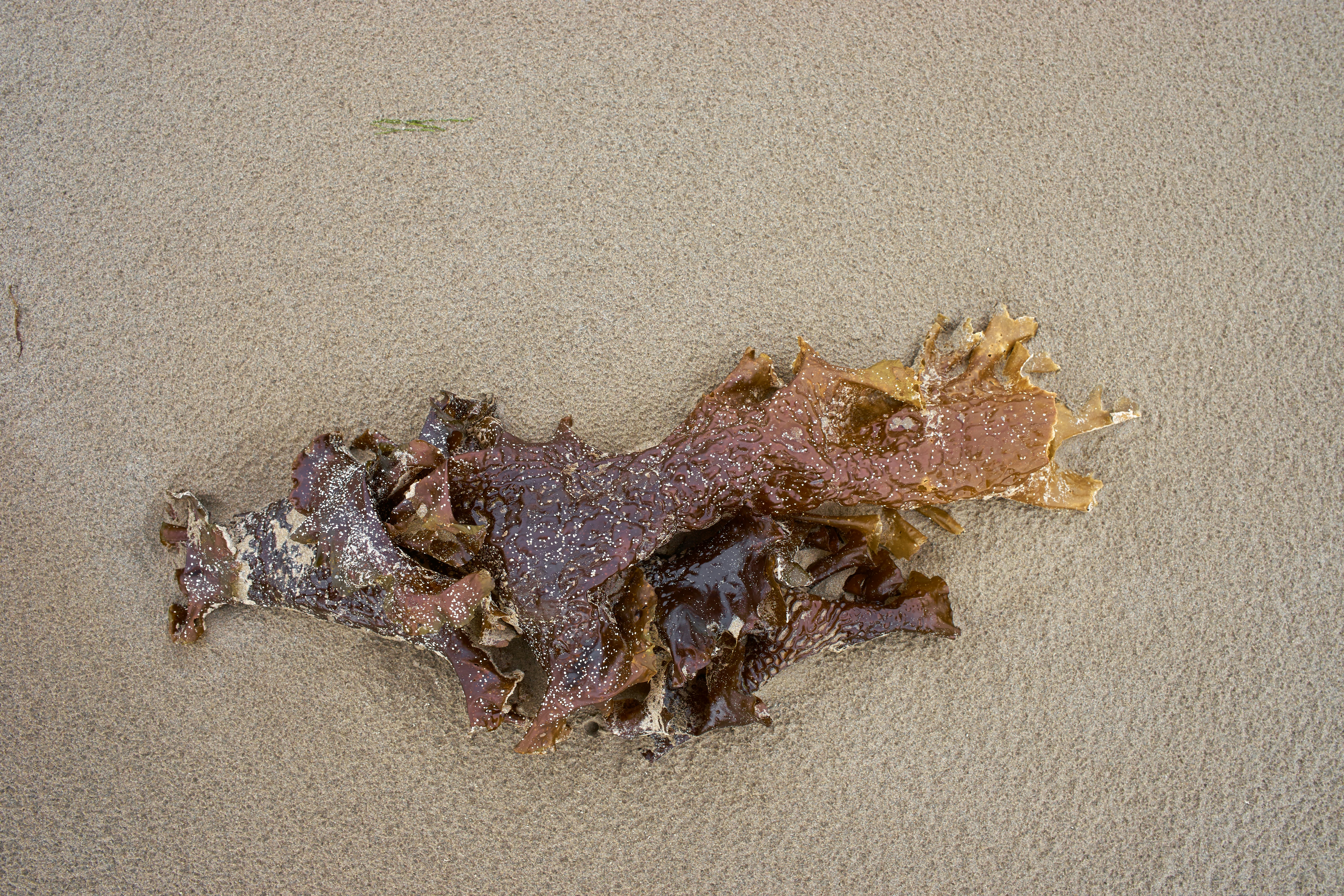 Photo by wolfgang_hasselmann