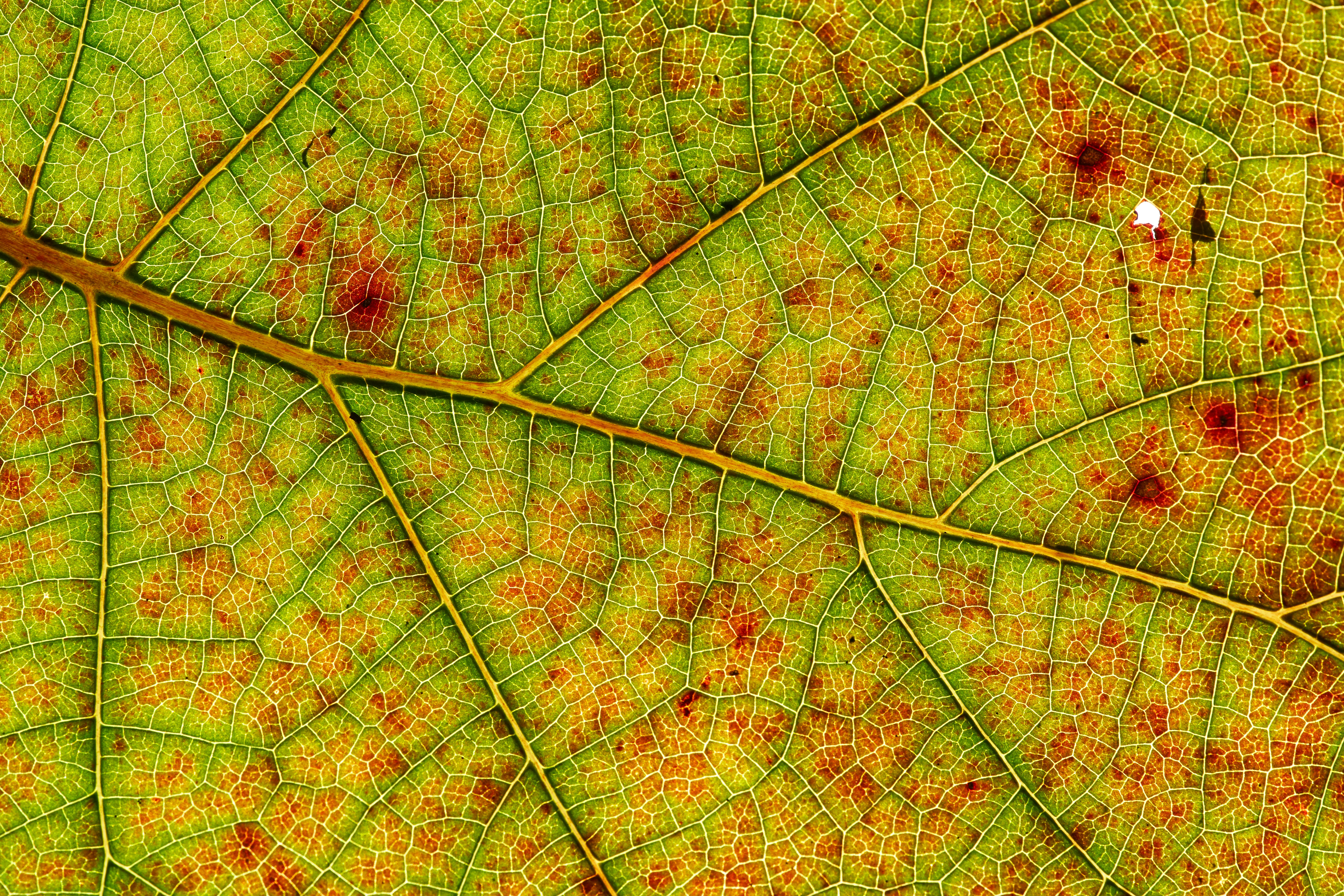 Photo by wolfgang_hasselmann