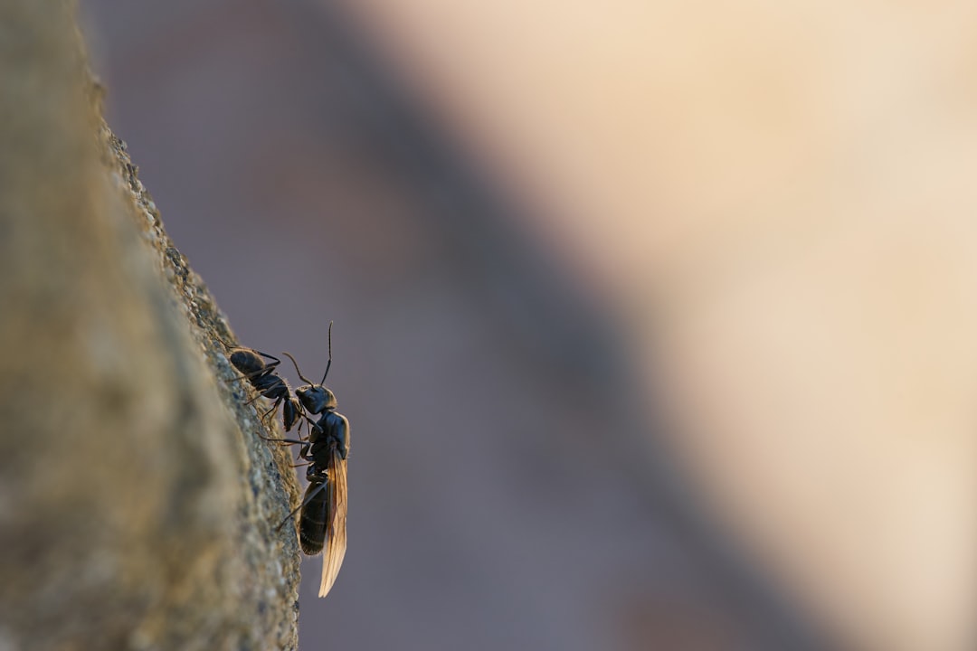 black ant with wings beside black ant on rock