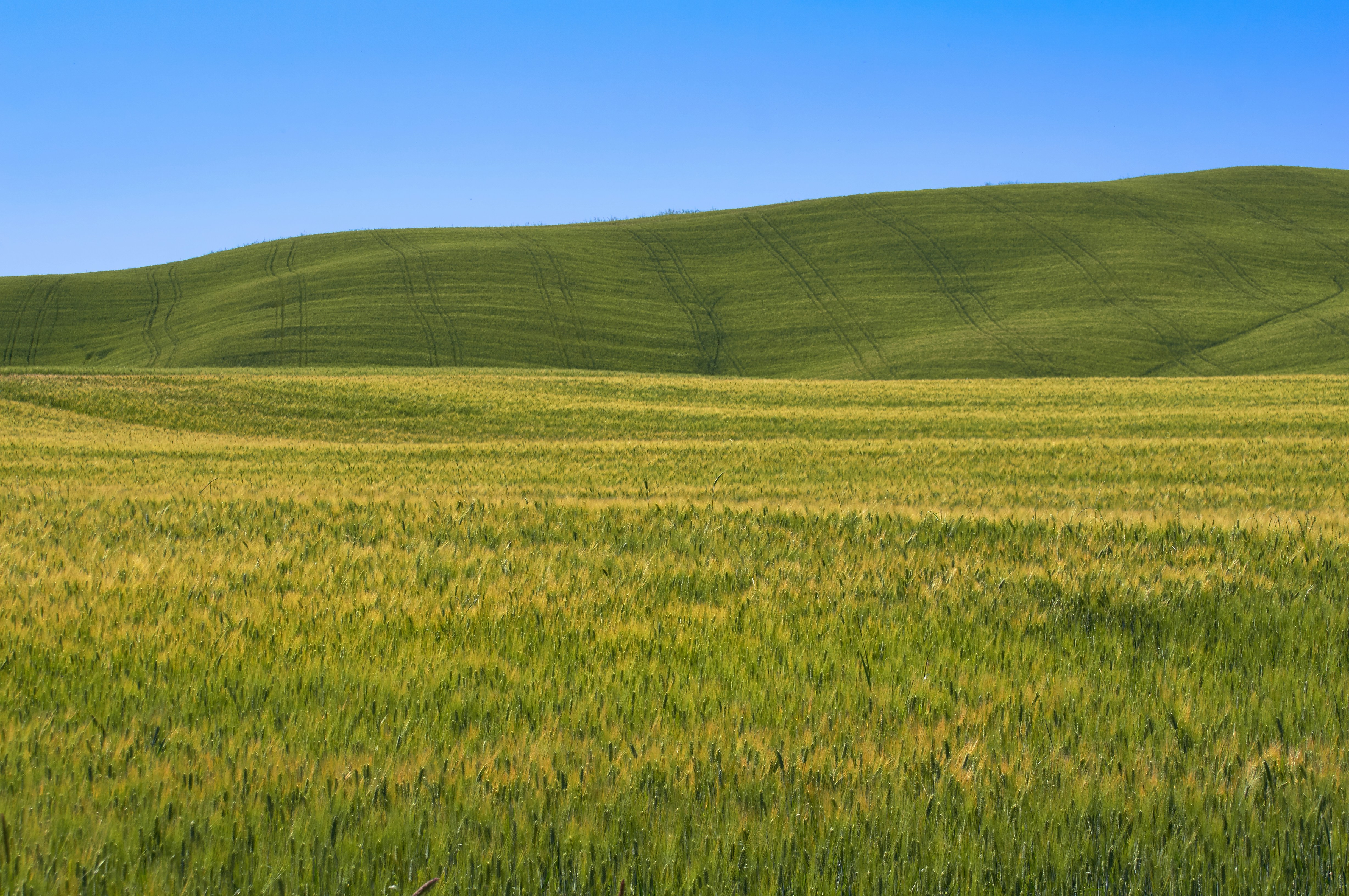 Photo by wolfgang_hasselmann