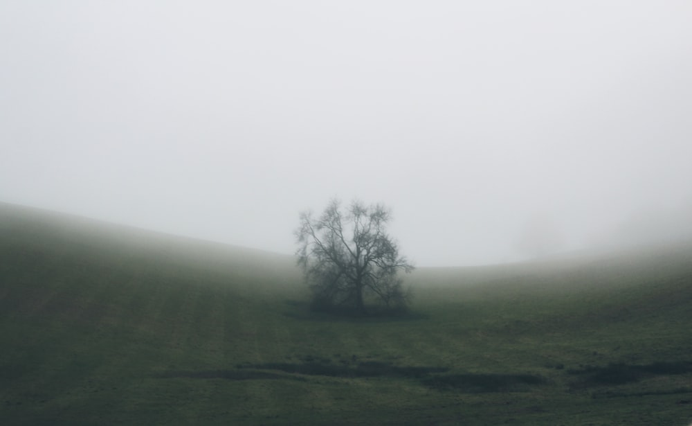 green trees