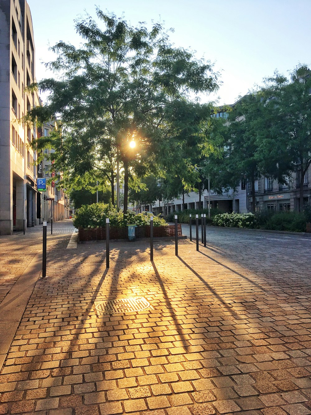 green trees near building