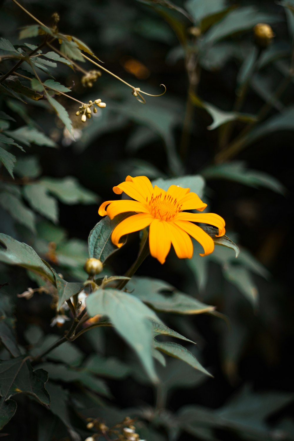 macro photography of yellow flower during daytime