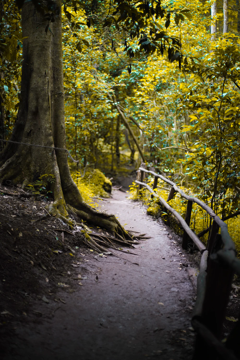 Karura Forest Nairobi