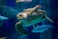 brown and black turtle