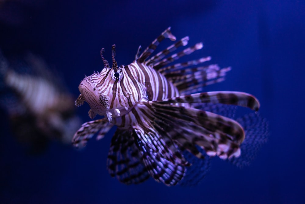 pterois underwater