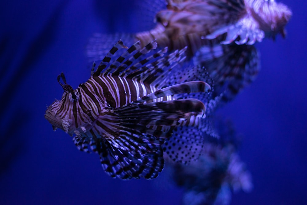 brown and white striped lion fish