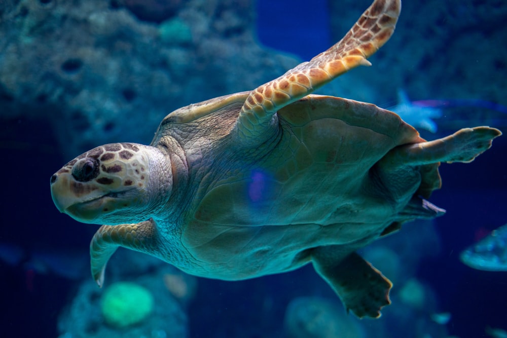 brown sea turtle underwater