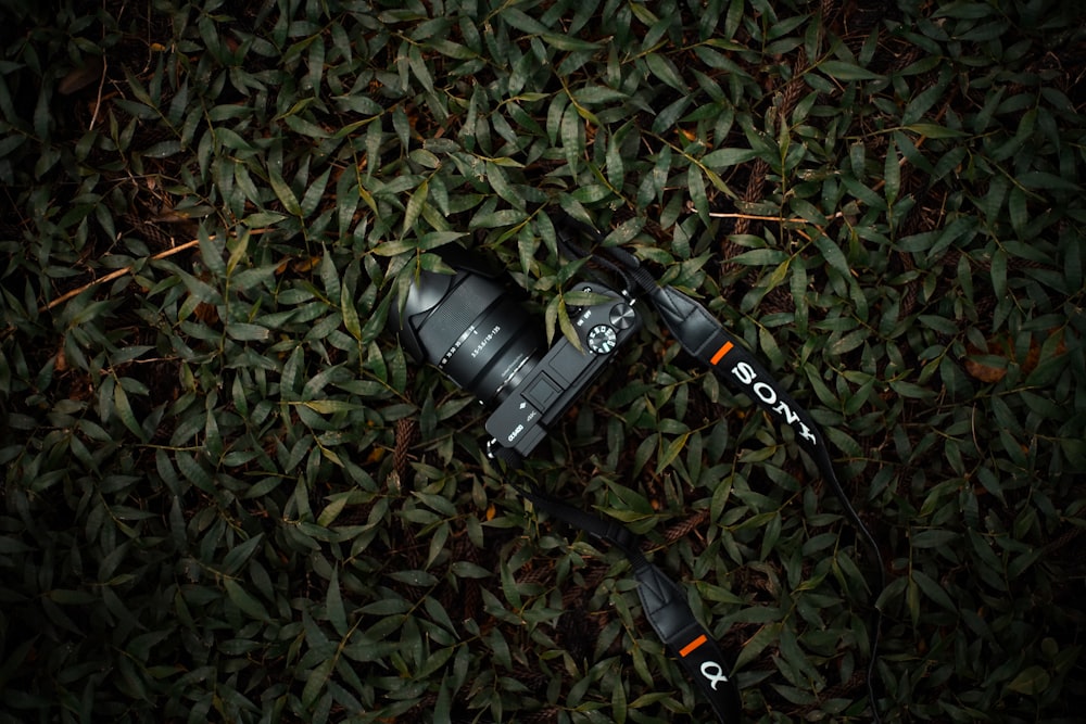cámara DSLR Sony negra sobre hierba