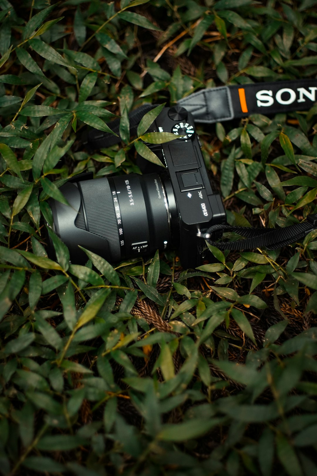 black DSLR camera on green leaves