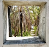 A window frame provides a view of several palm trees with long, brown fronds amidst a lush, green environment. The framing creates a natural border around the central scene, emphasizing the tropical foliage and the bright sunlight illuminating the area.