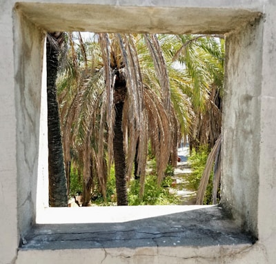 A window frame provides a view of several palm trees with long, brown fronds amidst a lush, green environment. The framing creates a natural border around the central scene, emphasizing the tropical foliage and the bright sunlight illuminating the area.