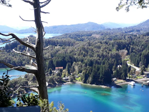 green trees near body of water