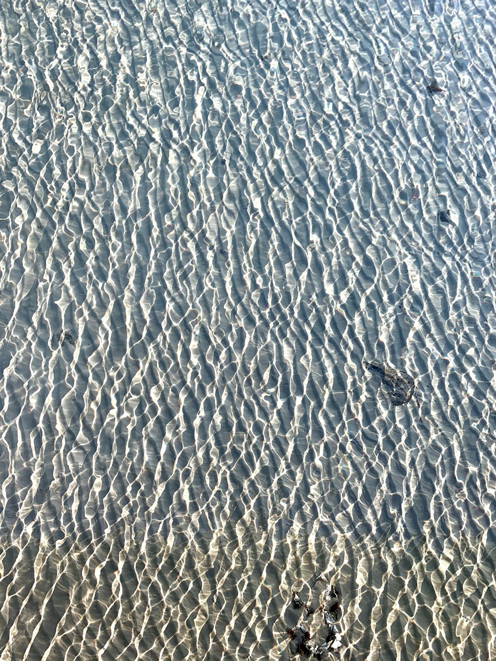 Ein Vogel steht auf dem Sand am Strand