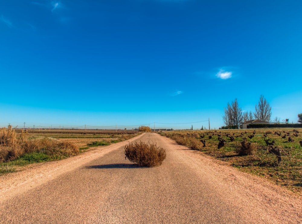 planta rodadora en medio del camino entre el campo durante el día