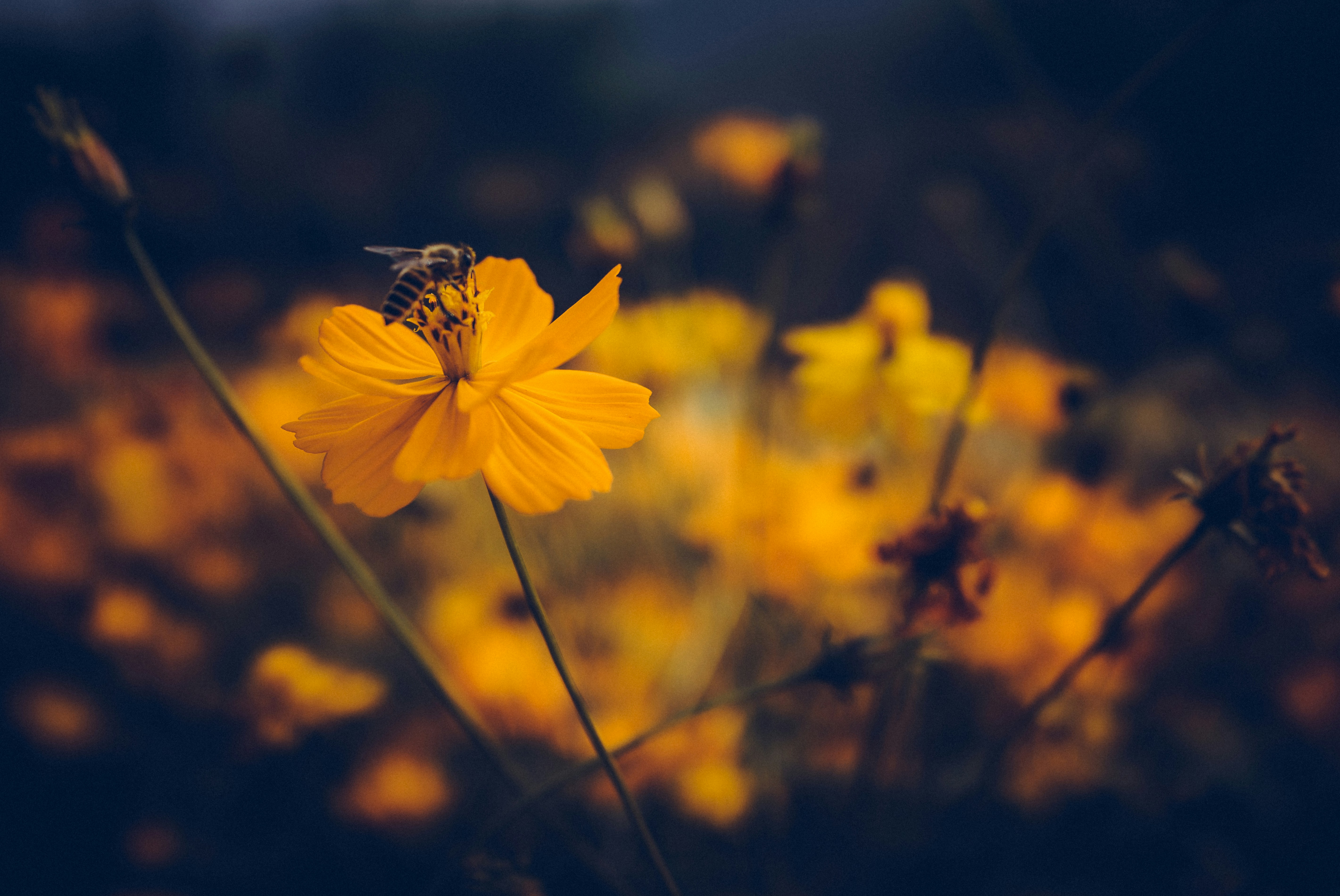 Photo by mocking_bird