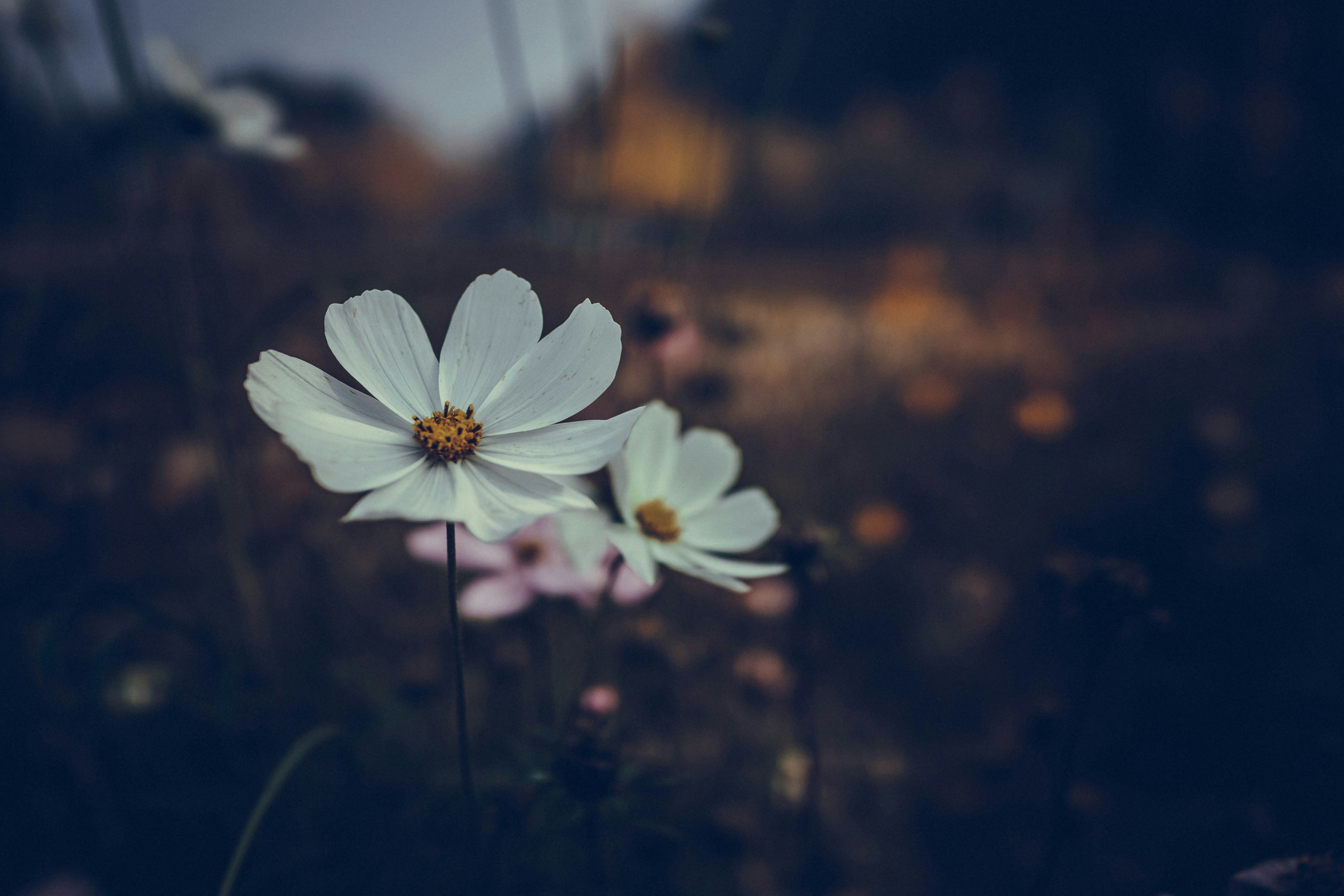 Photo by mocking_bird