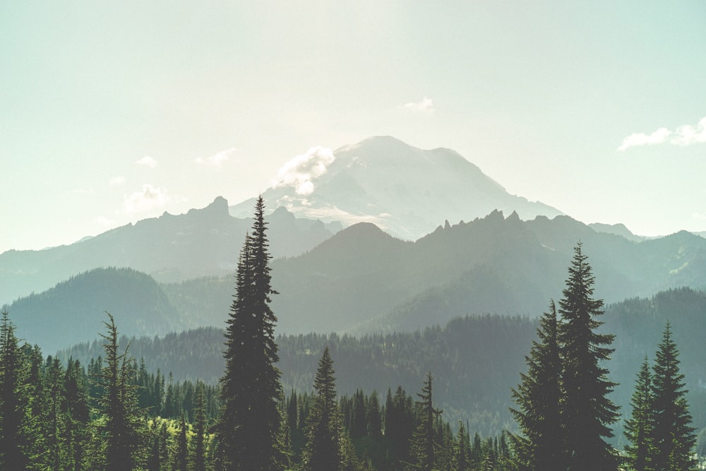 green trees near mountains during daytime