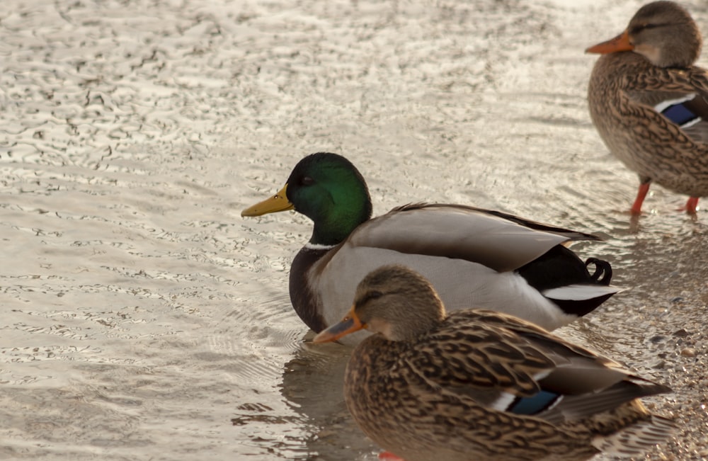 mallard ducks