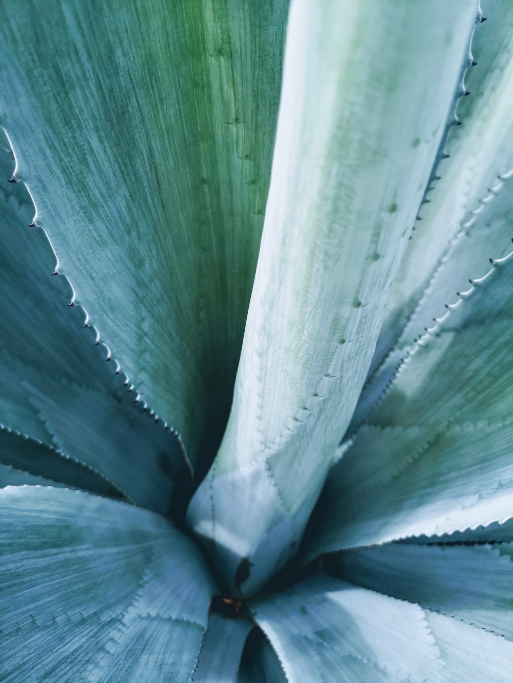 green-leafed plant