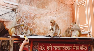 A group of monkeys is sitting atop a structure, each holding or eating bananas. One monkey is receiving a banana from a human hand. The background features a wall with ornate designs, and Hindi text appears on the structure below the monkeys.